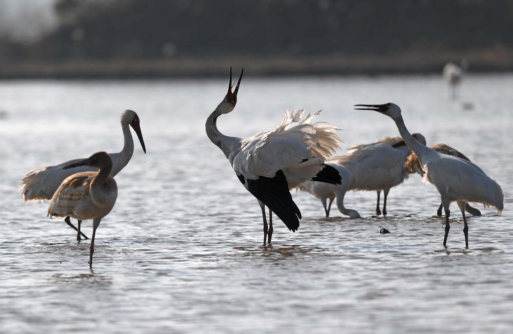 12月21日，白鶴等候鳥在南昌五星白鶴保護小區的濕地中覓食。