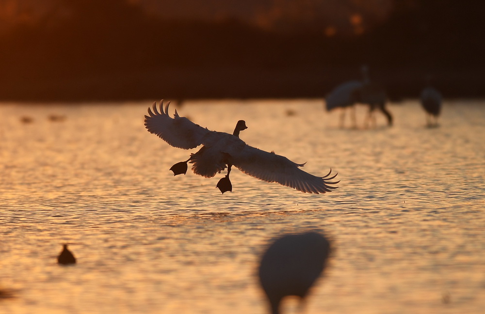12月21日，天鵝等候鳥在南昌五星白鶴保護小區的濕地中棲息。