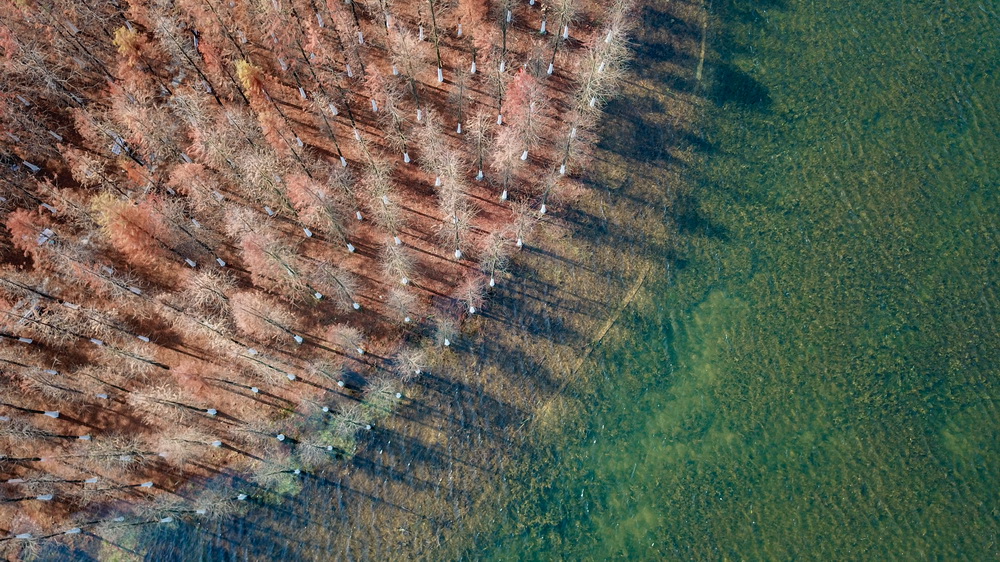 这是在湖南松雅湖国家湿地公园拍摄的水杉（12月30日无人机照片）。