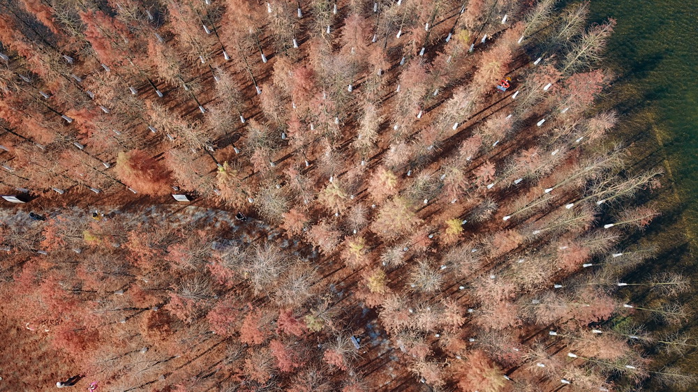 這是在湖南鬆雅湖國家濕地公園拍攝的水杉（12月30日無人機照片）。