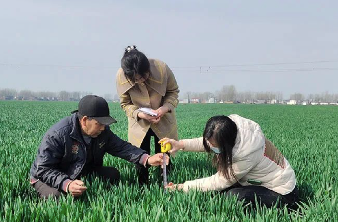 河南省平舆县气象局工作人员正在测量小麦株高。中国气象局供图