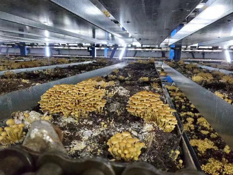 湖南沅江：废渣变养料 芦菇产业助力环保经济双丰收