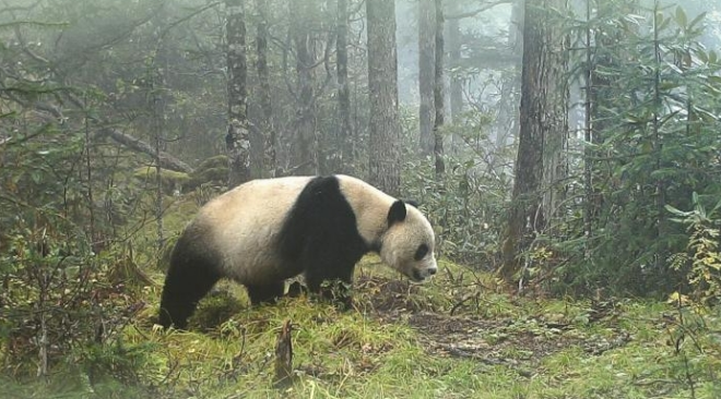 9組數據看“國寶”大熊貓保護成效