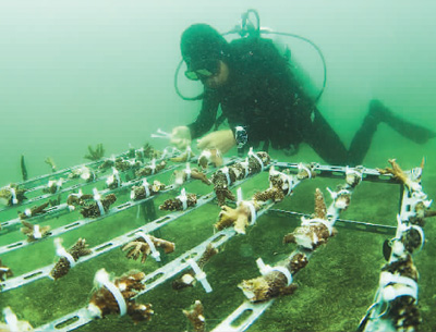  China has made remarkable achievements in protecting coral reefs