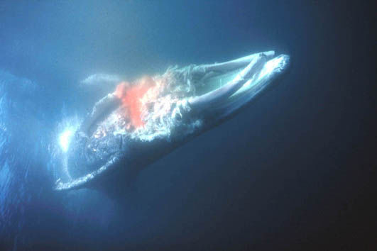 组图:终极对抗虎鲸挑战白鲨