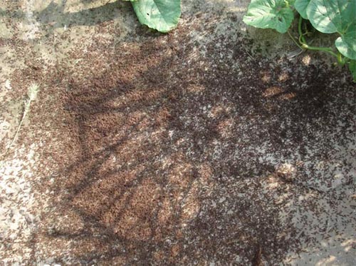 蚂蚁战争四天,尸体堆积如山 (2)--环保--人民网