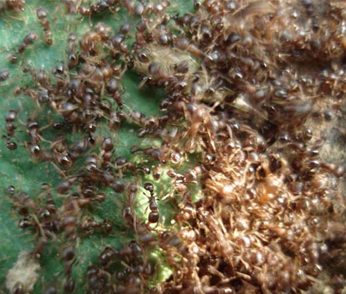 组图:蚂蚁战争四天 尸体堆积如山--环保--人民网