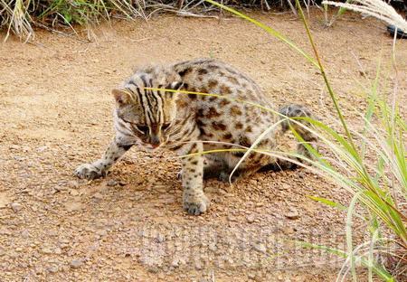 图:四川首次发现野生豹猫