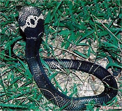中国 舟山/第四名舟山眼镜蛇估计它的俗称大家都熟：饭铲头。挺吓人吧，有...
