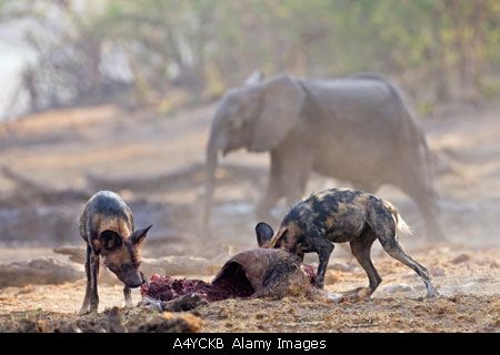 组图:血腥恐怖!非洲野狗集体猎杀羚羊 (14)