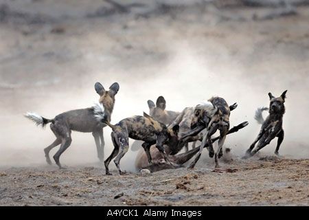 组图:血腥恐怖!非洲野狗集体猎杀羚羊 (11)