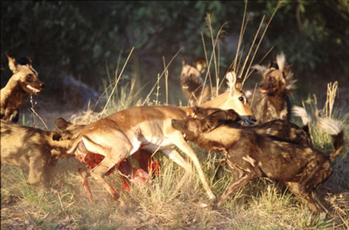 组图:血腥恐怖!非洲野狗集体猎杀羚羊 (8)