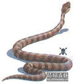 世界十大毒蛇排名
