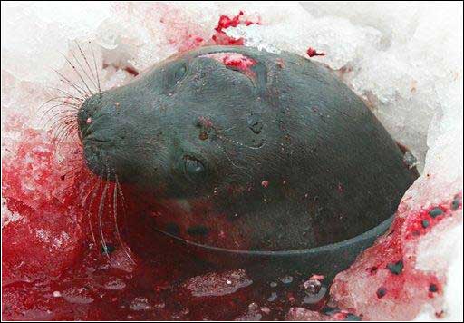 图片故事:一只海豹面对杀戮时的哭泣 (8)