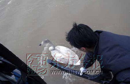 黄河湿地白天鹅死亡事件暴露两地辖区管理漏洞