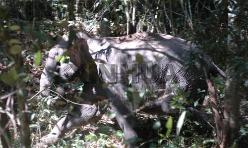 组图:游客西双版纳遇野象群 (4)