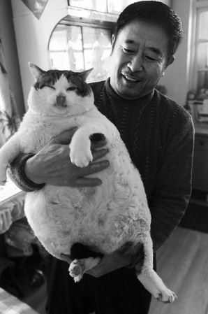 图:青岛一肥猫腰围二尺六 体重达34斤