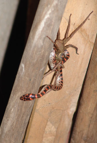 组图:江西乐平蜘蛛大战赤链蛇--环保--人民网