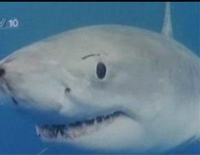 组图:海里最爱吃人的动物 大白鲨