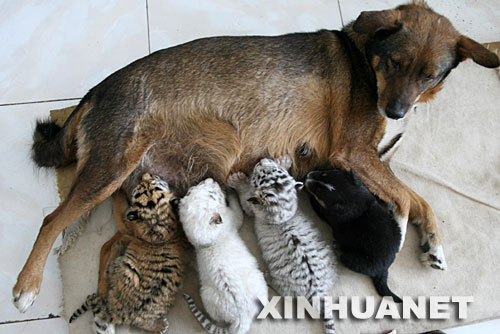 图:母狗喂养虎崽 济南野生动物园虎狗一家亲