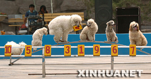 组图:太原动物运动会精彩纷呈 小狗表演算术 (