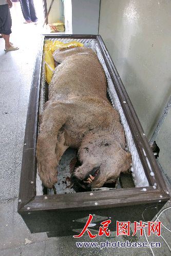 组图:江苏动物园咬死饲养员的狮尸焚烧埋葬 (2