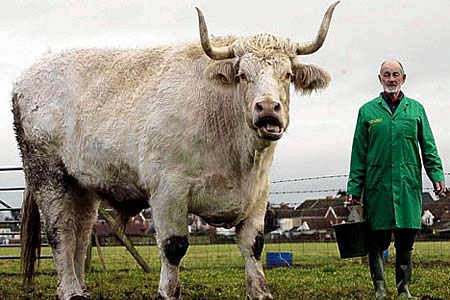 图:英国一头公牛体重3000多斤身高1米9