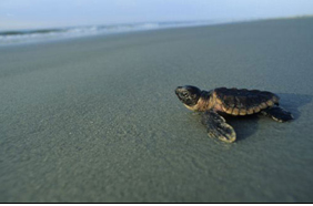 人类活动影响 美国环保专家呼吁灵龟濒临灭绝