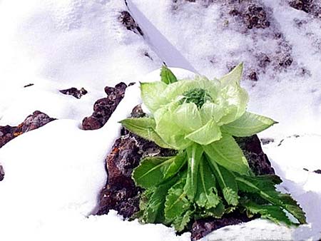 绝对少见的天山雪莲