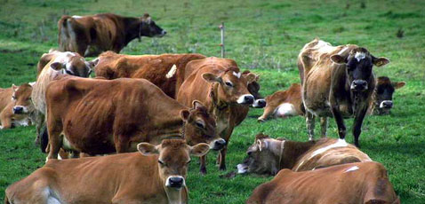 英国牧场改革饲料+奶牛少排废气