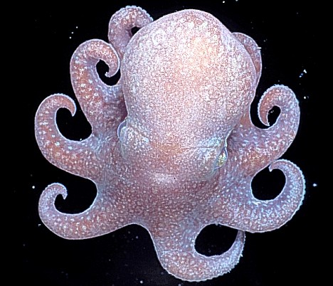 全球海洋生物普查公布新物种 形状各异如外星来客