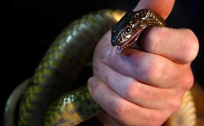 内陆太攀蛇,是世界毒性最强的毒蛇.