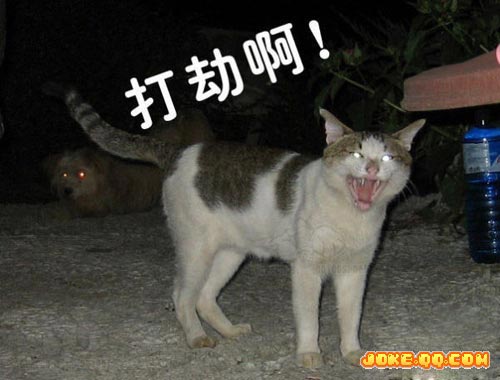 组图:笑死了!史上最全的狂乱猫咪暴躁图 (2)