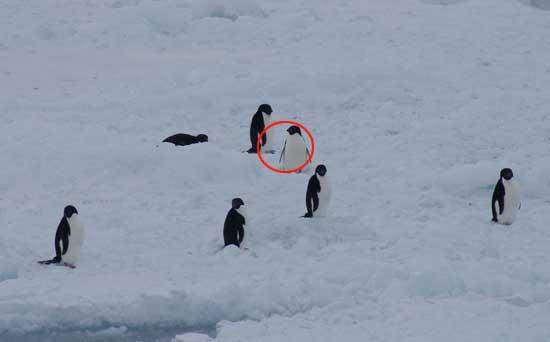 独家:猜我在干嘛?南极企鹅搞笑组图 (4)