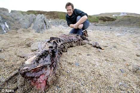 英海滩发现神秘怪兽 科学家解开身份之谜