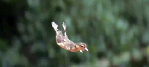 英国纪录片拍下小鸭子出巢首次飞行的场面