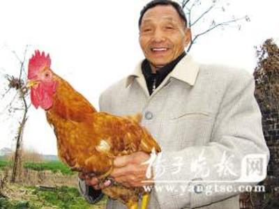 怪异公鸡月产蛋20枚 成公鸡中的战斗机