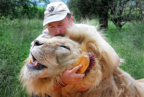 动物园保育员为狮子按摩脚掌 温顺似小猫