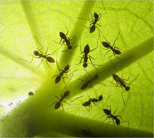 [组图]揭秘神秘蚂蚁王国:子弹蚁可轻易捕食青蛙