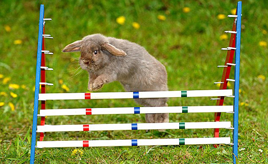 组图:兔子学会障碍跳高 一气呵成完成整套动作