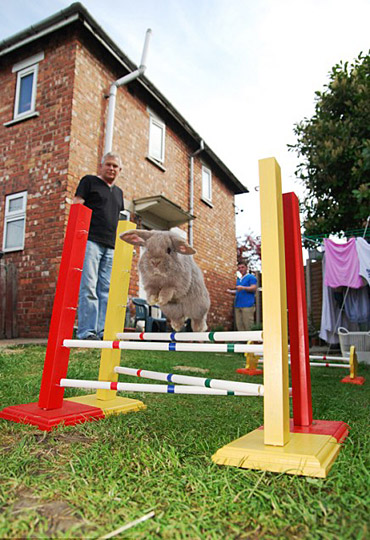 组图:兔子学会障碍跳高 一气呵成完成整套动作
