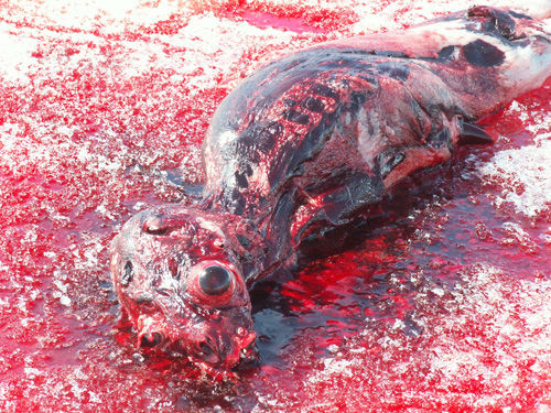 画报:海豹遭遇大屠杀 三年已被猎杀100万 (6)