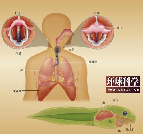 揭秘人为何会打嗝:鱼类祖先的进化遗产--环保-