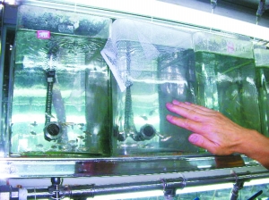实验室水箱内守护京城水源的小鱼