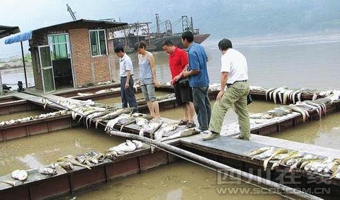 鱼儿大量死亡令人心痛