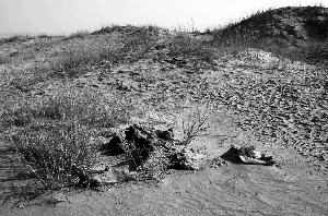 干涸的罗布泊已经无法再承载“沙漠之舟”了。图片 CFP