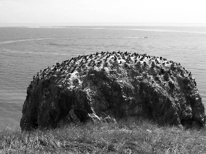 由于青海湖在维护生物多样性等方面有着重要意义，所以更需要加强保护。Yolky 摄