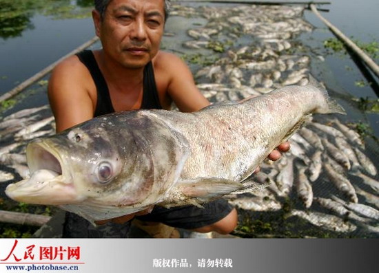 7月25日，巢湖市居巢区夏阁镇冯渡大焦自然村的养殖户捧着一条死鱼非常痛心。  版权作品，请勿转载。