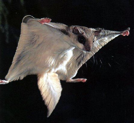 没翅膀也会飞的七种动物 飞鱼可滑翔45秒(图)
