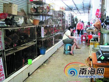 海南海口坡博市场鸡鸭活禽摊点生意很冷清。记者史晓晖 见习记者王燕珍 实习生熊和茹 摄